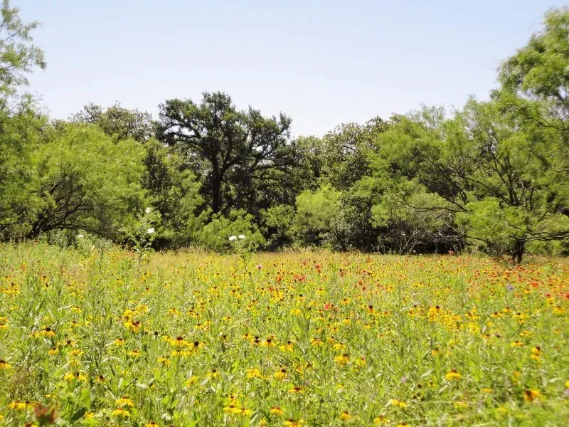 31.54 Acres on MX Ranch Rd, photo 1 of 1