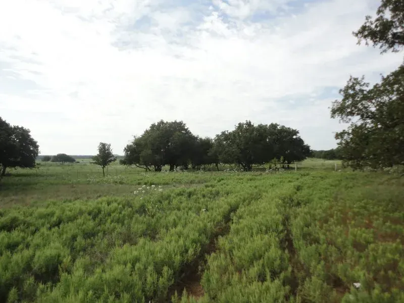 435 Acres – Archer County, photo 1 of 1