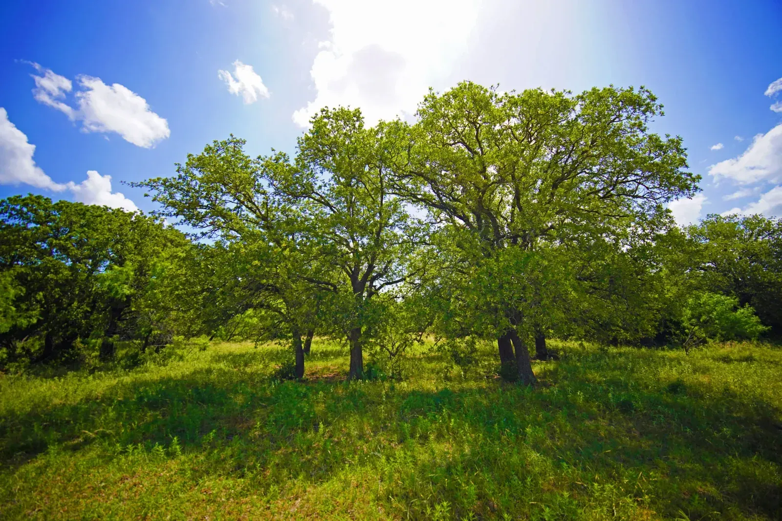 36.18 Acres – Four Corners Road, Jack County, photo 1 of 22