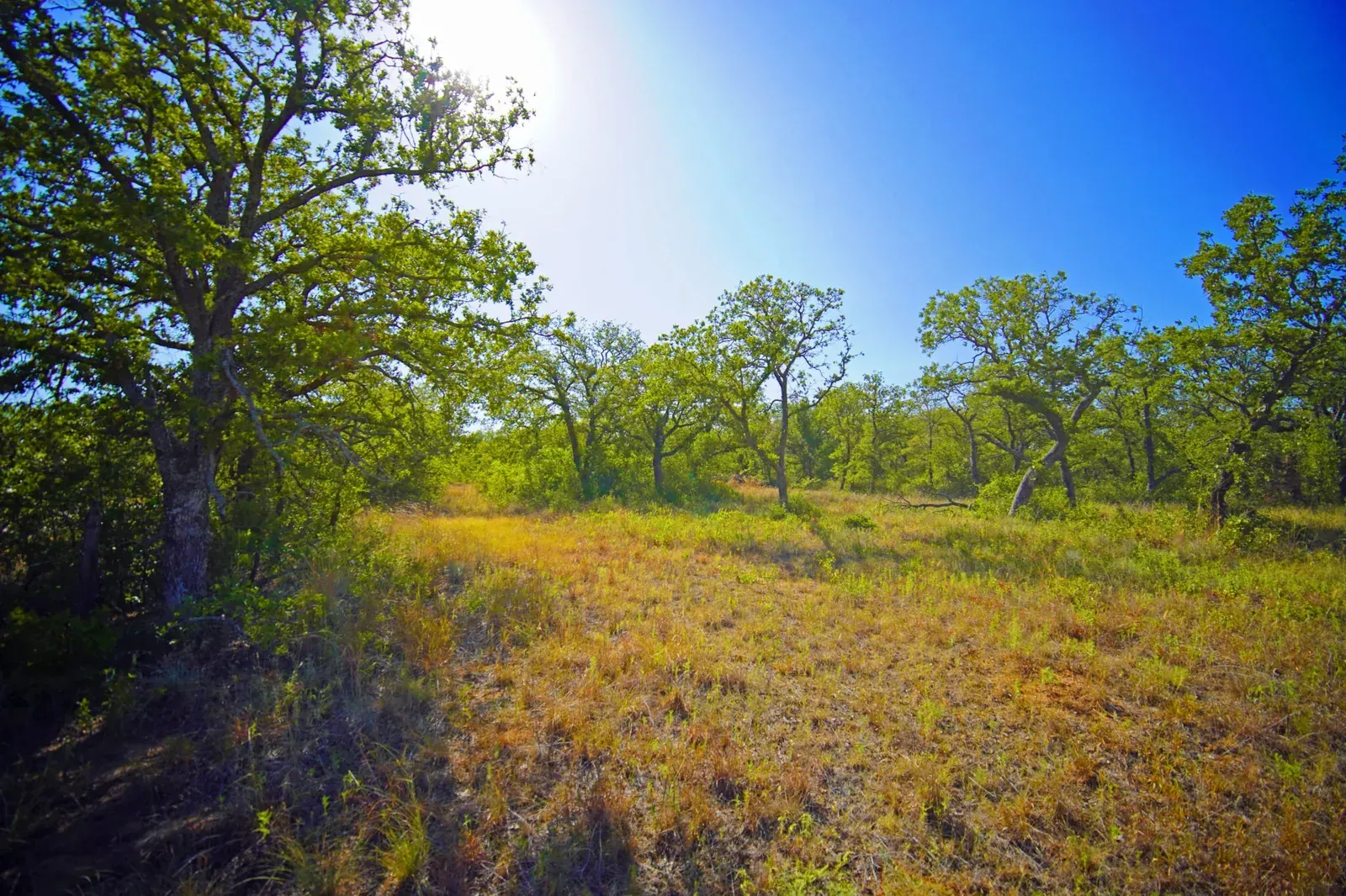83 Acres – McEntire Road, Young County, photo 1 of 17