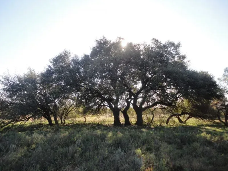 138 Acres – Roney Road, photo 1 of 1